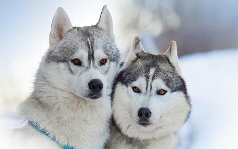 fondohusky-cute-dogs-friends-pets-animals-winter-snow-outdoor-1920x1200