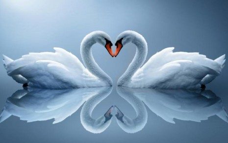 1407184134_swan-as-love-heart_800